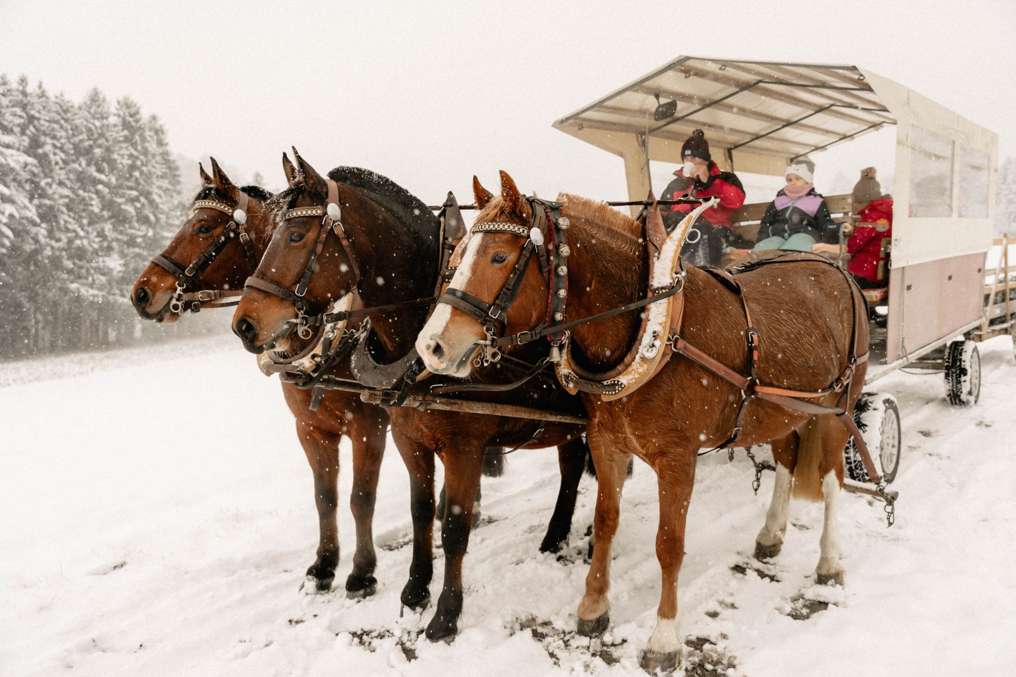 Christbaumkauf mit Erlebnisfaktor