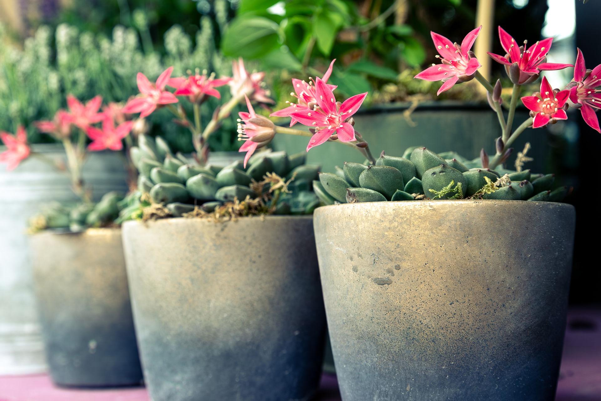 Liebe in voller Blüte